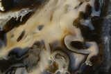 Polished Big Oak Springs Agate Slab - Oregon #335042-1